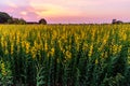 Sunhemp field in sunset time /  Crotalaria juncea Royalty Free Stock Photo