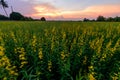 Sunhemp field in sunset time /  Crotalaria juncea Royalty Free Stock Photo