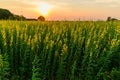 Sunhemp field in sunset time Royalty Free Stock Photo