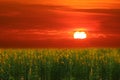 sunhemp field in the valley sunset and the colorful sky Royalty Free Stock Photo