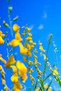 Sunhemp flower with blue sky