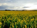 Sunhemp flower Crotalaria juncea field Royalty Free Stock Photo