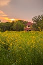 Sunhemp flower field Royalty Free Stock Photo