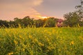 Sunhemp flower field Royalty Free Stock Photo