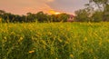 Sunhemp flower field Royalty Free Stock Photo