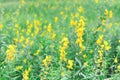 Sunhemp flower field crotalaria juncea ,Indian hemp or madras hemp with solf pastel tone Royalty Free Stock Photo