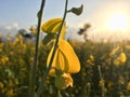 Sunhemp Flower Field Sunset 1 Royalty Free Stock Photo