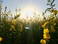 Sunhemp Flower Field Sunset 2 Royalty Free Stock Photo