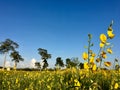 Sunhemp Flower Field Sunset 6 Royalty Free Stock Photo