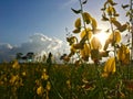 Sunhemp Flower Field Sunset 7 Royalty Free Stock Photo