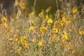 Sunhemp flowers with daylight the evening time Royalty Free Stock Photo
