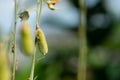 Sunhemp fruit or Crotalaria juncea, the yellow flower field blooming Royalty Free Stock Photo