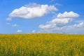 Sunhemp yellow flower field, cloud background and blue sky. Royalty Free Stock Photo