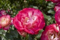 A splendid specimen of a rose Suni Cl in bloom.