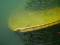 Sunk boat in the dirty green water Royalty Free Stock Photo