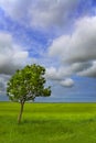 Sunk Island Solitary Whitebeam Royalty Free Stock Photo