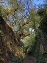 Sunken ancient pathway through trees, Somerset, England