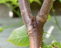 Dead bud symptom, sunken canker bacteria canker in cherry tree Royalty Free Stock Photo