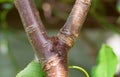 Dead bud symptom, sunken canker bacteria canker in cherry tree