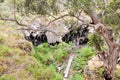 Sunken Forest: Lake Cave, Western Australia