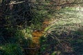 Muddy Stream Hidden by Trees