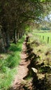 Sunken path by field with overhanging trees Royalty Free Stock Photo