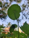 The sunkissed leaf of Brahmi .. you could see being and veinlets