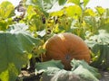 A sunkissed pumpkin ready for harvest Royalty Free Stock Photo