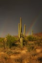 Sunkissed Saguaro standing tall in the arid desert Royalty Free Stock Photo