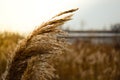 Sunkissed Wheat Grass Royalty Free Stock Photo