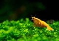 Sunkist orange yellow dwarf shrimp on green grass or aquatic moss in fresh water aquarium tank Royalty Free Stock Photo