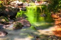 Sunlight affects the green leaves resulting in a beautiful reflection of the water Royalty Free Stock Photo
