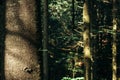 sunlight in amazing green forest with pines and moss in the mountains Royalty Free Stock Photo