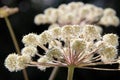 Sunlight on Angelica sylvestris flower