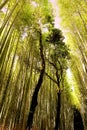 Sunlight at Arashiyama Bamboo Grove, Kyoto, Japan