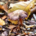 Autumn Fruiting Fungi