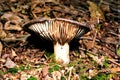 Autumn Fruiting Fungi