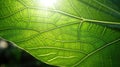 sunlight b leaf Royalty Free Stock Photo