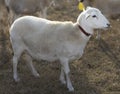 Sunlight backlighting a white Katahdin sheep