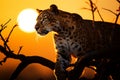 Sunlight bathes a poised leopard in the early morning hours Royalty Free Stock Photo