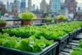 Verdant Lettuce Beds on Sunlit Urban Rooftop AI Generated
