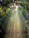Sunlight Beaming Through Forest Over Calm Water Royalty Free Stock Photo