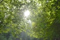 Sunlight beaming into the Forest Royalty Free Stock Photo