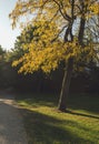 Sunlight at beautiful yellow leaves of autumn tree