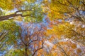 Sunlight In beech Forest, autumn nature Royalty Free Stock Photo