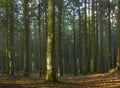 Sunlight in the Beech wood