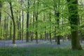 Sunlight through Beech woods Royalty Free Stock Photo