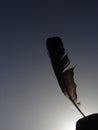 Sunlight behind black feather Royalty Free Stock Photo