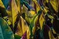 Sunlight behind broad wide tropical leaves makes them glow and casts shadows in interesting patterns