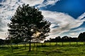 Sunlight behind tree